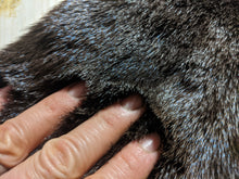 Load image into Gallery viewer, Tanned Otter Pelt