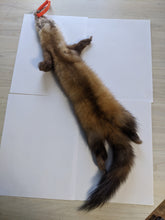 Load image into Gallery viewer, Tanned Marten Pelt