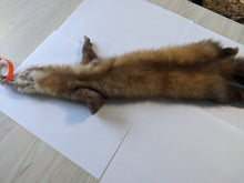 Load image into Gallery viewer, Tanned Marten Pelt
