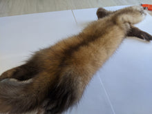 Load image into Gallery viewer, Tanned Marten Pelt