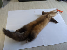 Load image into Gallery viewer, Tanned Marten Pelt