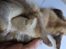 Load image into Gallery viewer, Tanned Marten Pelt