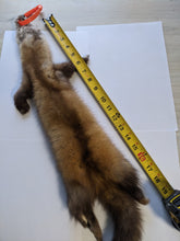 Load image into Gallery viewer, Tanned Marten Pelt