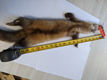 Load image into Gallery viewer, Tanned Marten Pelt