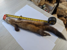 Load image into Gallery viewer, Tanned Marten Pelt