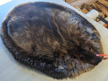 Load image into Gallery viewer, Tanned Beaver Pelt