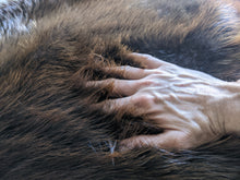 Load image into Gallery viewer, Tanned Beaver Pelt