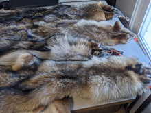 Load image into Gallery viewer, Tanned Coyote Pelt
