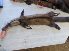 Load image into Gallery viewer, Tanned Marten Pelt