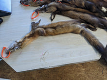 Load image into Gallery viewer, Tanned Marten Pelt