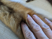 Load image into Gallery viewer, Tanned Marten Pelt
