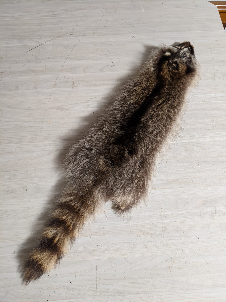 Tanned Raccoon Hide Small Split Open Pelt Fur Green Tag