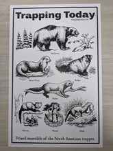 Load image into Gallery viewer, Mustelid Poster 11x17