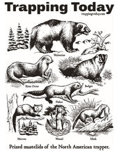 Load image into Gallery viewer, Mustelid Poster 11x17
