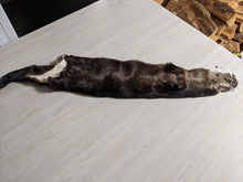 Load image into Gallery viewer, Tanned Otter Pelt
