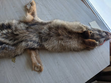 Load image into Gallery viewer, Tanned Coyote Pelt
