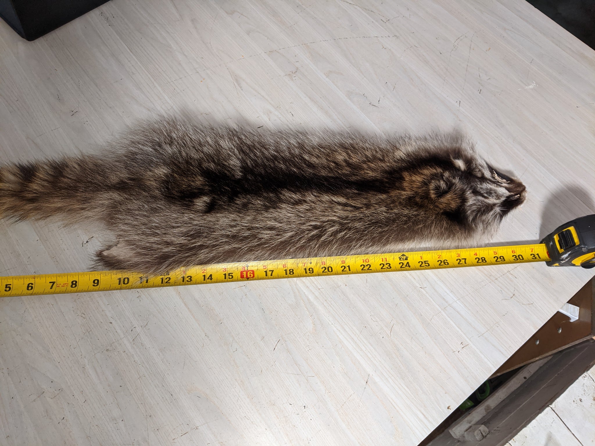 thumbnail image 2 of Tanned XXX Large Raccoon Hides – 37 To 40 Inches Tip To Tip – Slightly Damaged – Black ID 2 of 6