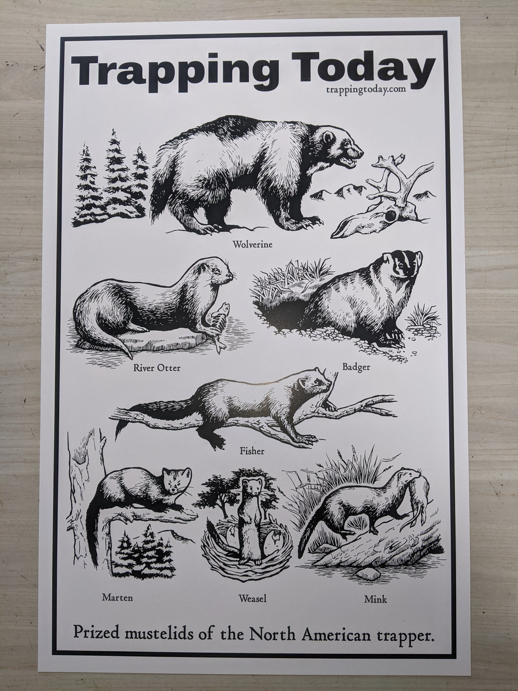 Mustelid Poster 11x17